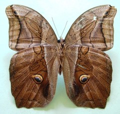 Eryphanis lycomedon