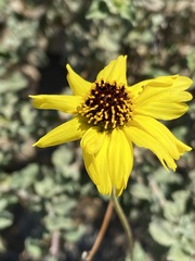 Encelia asperifolia