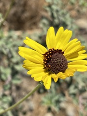 Encelia asperifolia