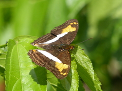 Adelpha malea goyama