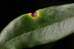 Chuppomyces handelii