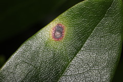 Chuppomyces handelii