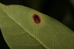 Chuppomyces handelii