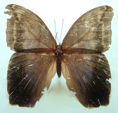 Eryphanis lycomedon