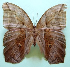 Eryphanis lycomedon
