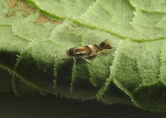 Phyllonorycter hilarella