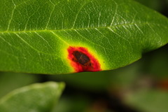 Chuppomyces handelii