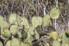 Campylorhynchus brunneicapillus sandiegensis