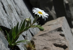 Dolichoglottis scorzoneroides