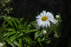 Dolichoglottis scorzoneroides