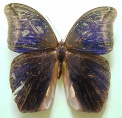 Eryphanis lycomedon