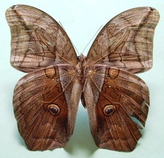 Eryphanis lycomedon