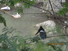 Chloroceryle amazona