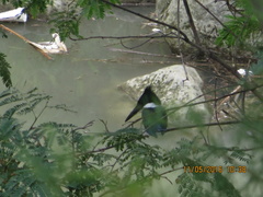 Chloroceryle amazona