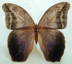 Eryphanis lycomedon