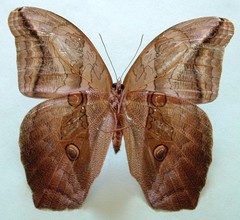 Eryphanis lycomedon