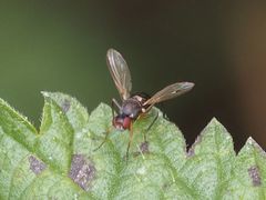 Nemopoda nitidula