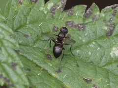 Nemopoda nitidula