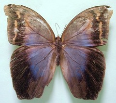 Eryphanis lycomedon