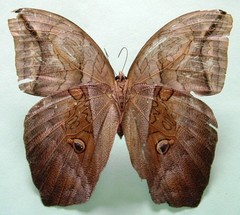 Eryphanis lycomedon