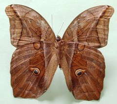 Eryphanis lycomedon