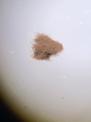 Apioperdon pyriforme