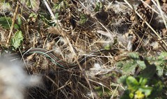 Thamnophis sirtalis tetrataenia