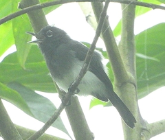 Polioptila schistaceigula