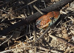 Thamnophis sirtalis tetrataenia