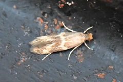 Oinophila v-flava