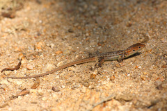 Psammodromus occidentalis