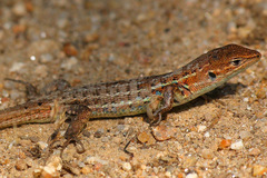 Psammodromus occidentalis