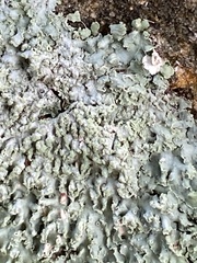 Heterodermia albicans