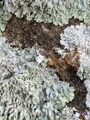 Heterodermia albicans