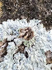 Heterodermia albicans