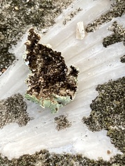 Heterodermia albicans