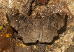 Antigonus erosus