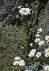 Dolichoglottis scorzoneroides