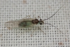 Stenopsocus