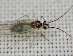 Stenopsocus