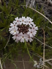 Glandularia berteroi