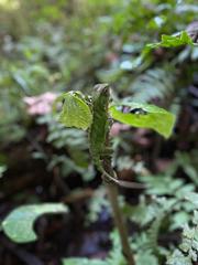Enyalioides