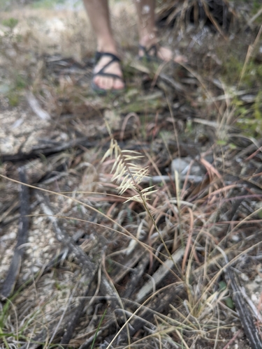 Image of Bouteloua uniflora by (c) Cleveland Powell, some rights reserved (CC BY)