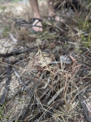 Bouteloua uniflora