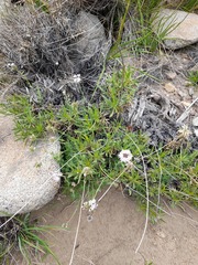 Glandularia berteroi