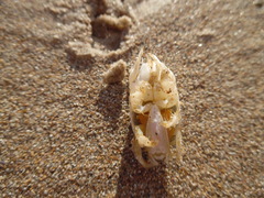 Emerita portoricensis