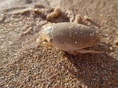 Emerita portoricensis