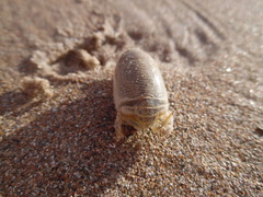 Emerita portoricensis