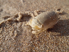 Emerita portoricensis