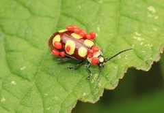 Omophoita sexnotata